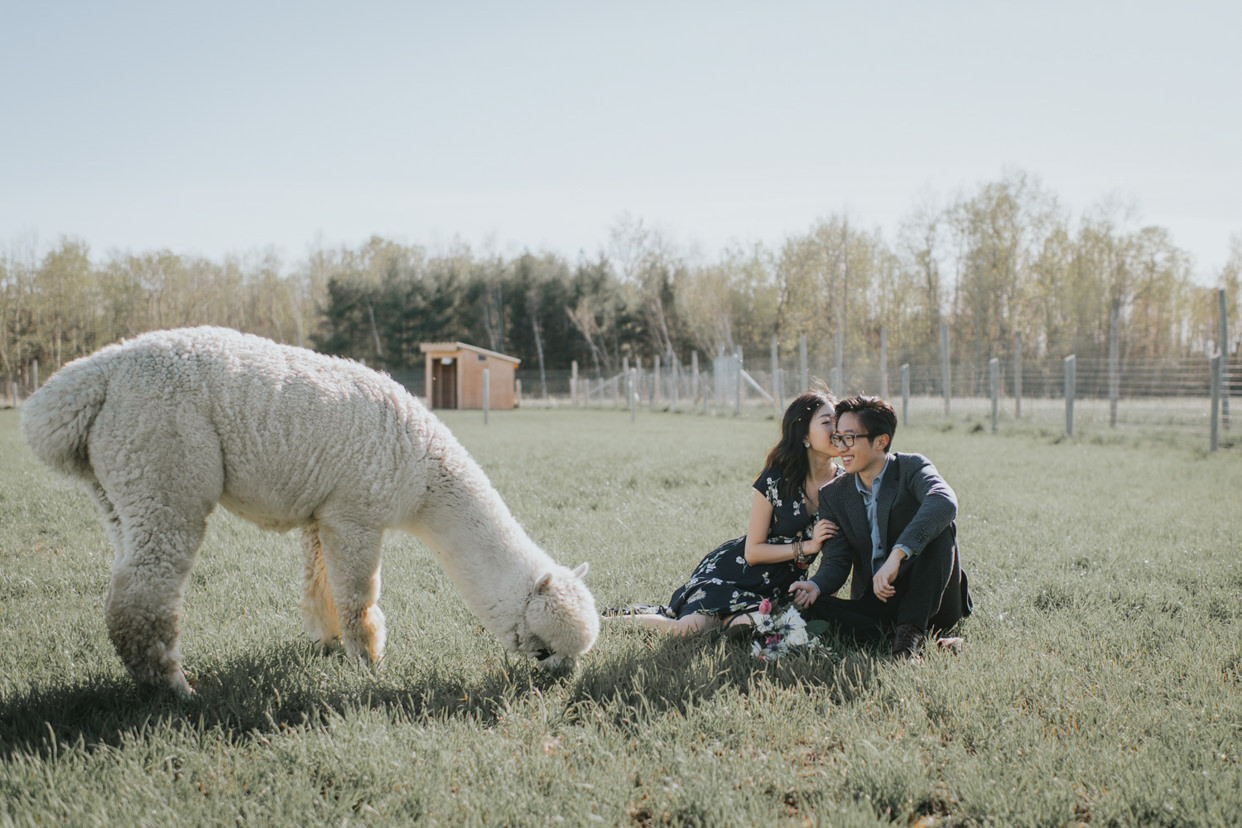 Alpaca Farm Engagement Photos taken in Forget me not Alpaca