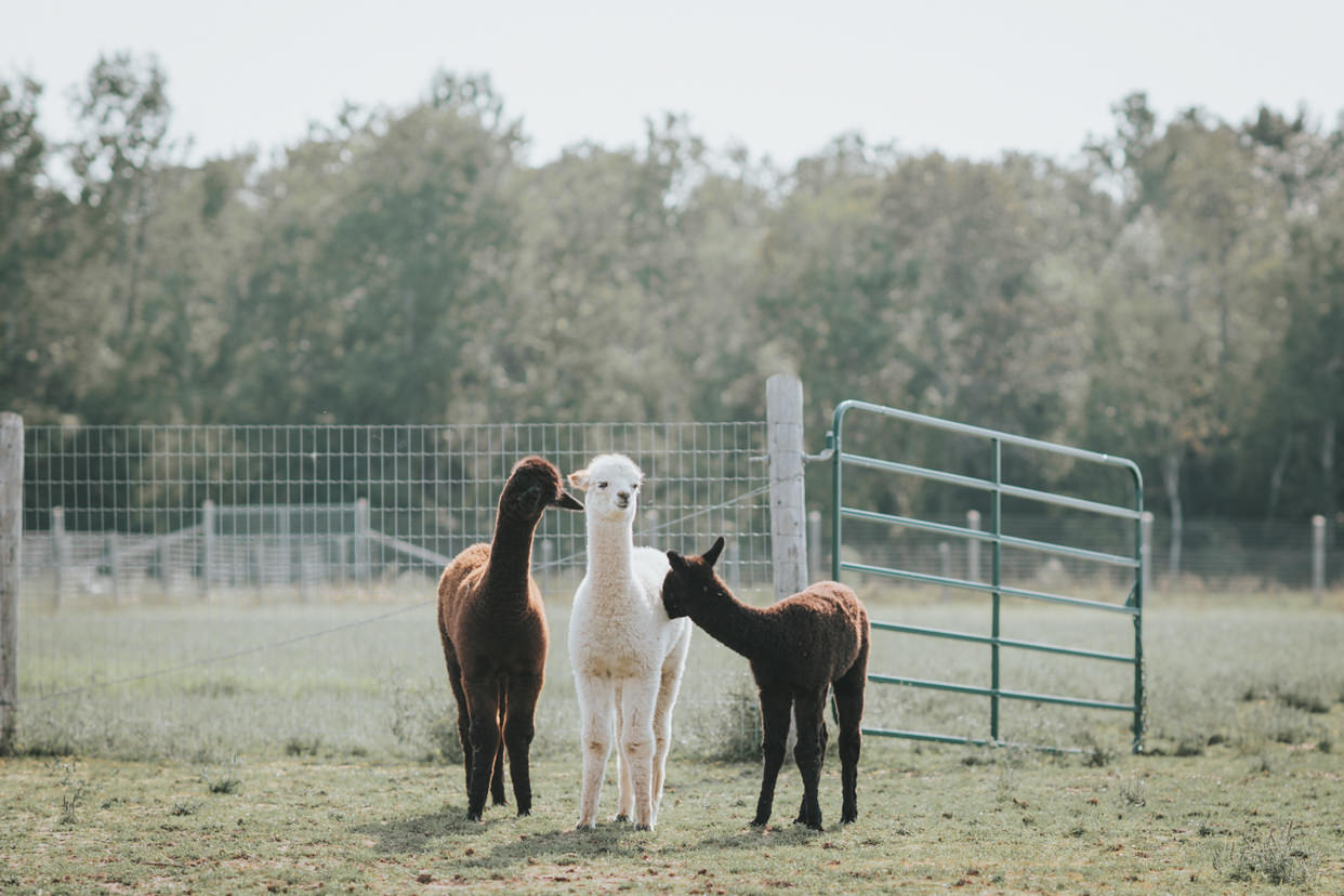 Alpaca Farm in Ontario